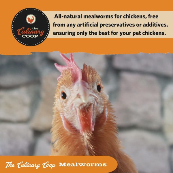 Flukers Mealworms Chicken Treats Protein Rich Pet Food-6