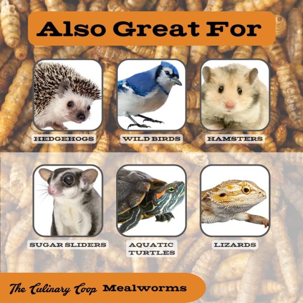 Flukers Mealworms Chicken Treats Protein Rich Pet Food-7