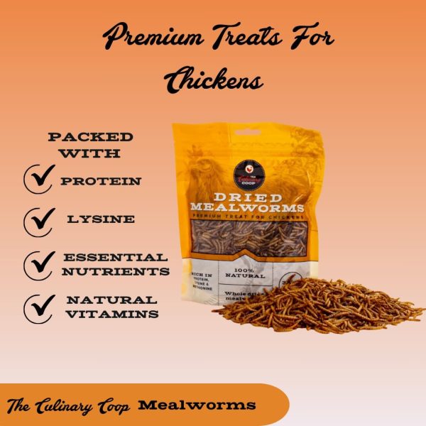 Flukers Mealworms Chicken Treats Protein Rich Pet Food-2