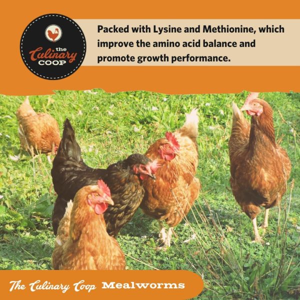 Flukers Mealworms Chicken Treats Protein Rich Pet Food-3