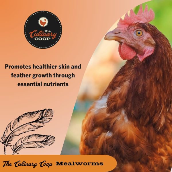 Flukers Mealworms Chicken Treats Protein Rich Pet Food-4
