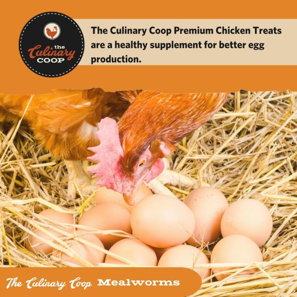 Flukers Mealworms Chicken Treats Protein Rich Pet Food-5